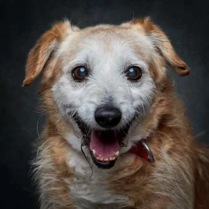 Cão para adoção Alibabá