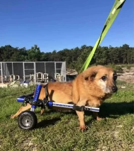 Cão com suporte de rodas para conseguir andar, graças à prestação de cuidados veterinários