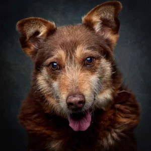 Cão para adoção Meo