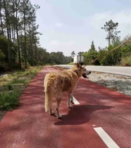 cão a dar uma caminhada na Cãominhada Gaticão