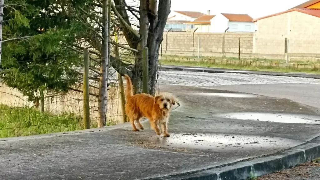 Cão perdido na rua