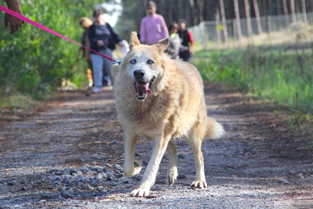 Simba, cão para adoção, da Associação Gaticão, a ser passeado.
